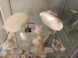 ¡Nueva colección con más de 3.000 fósiles! 5