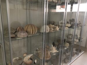 ¡Nueva colección con más de 3.000 fósiles! 3